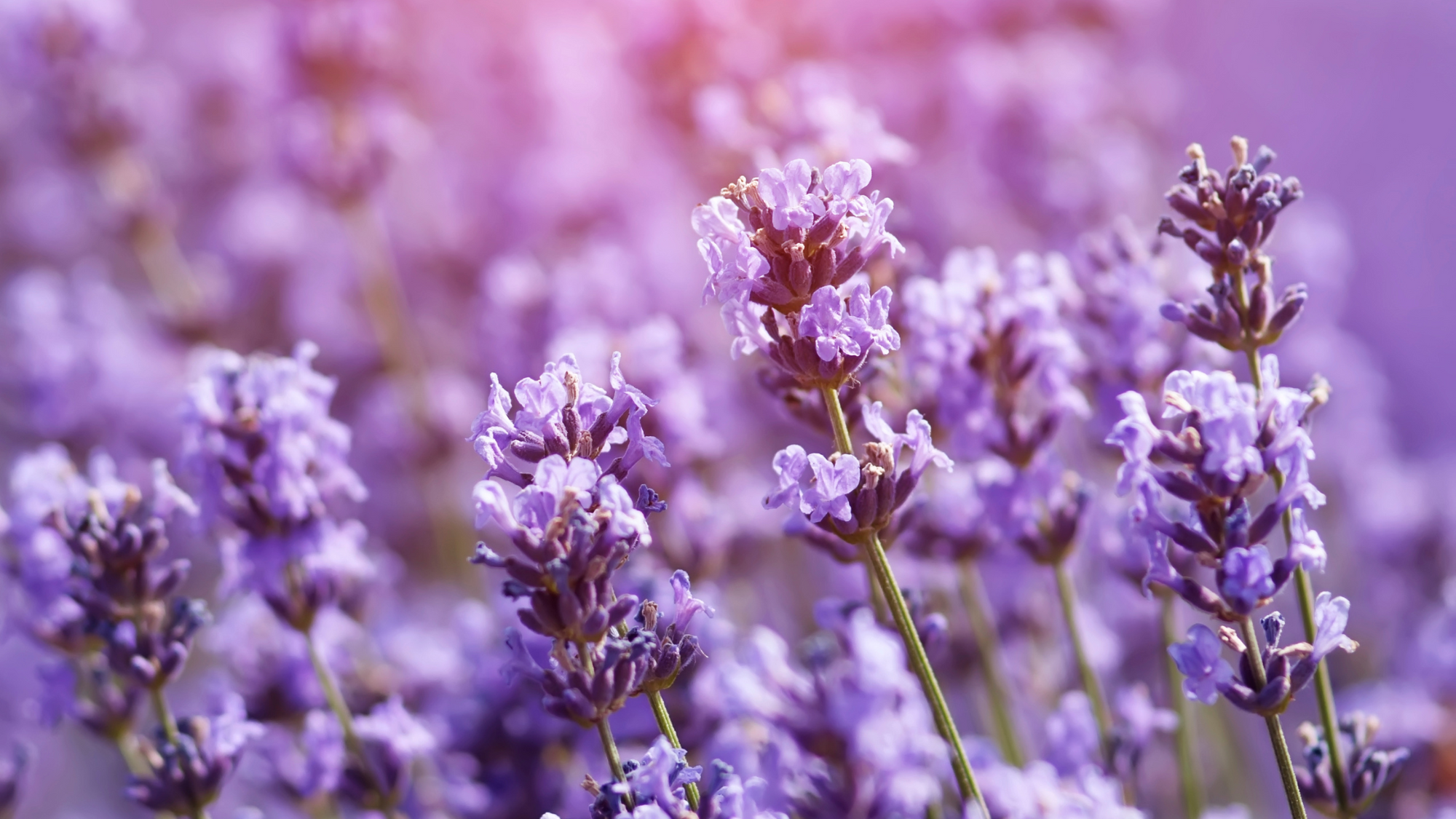 Benefits of Lavender Oil