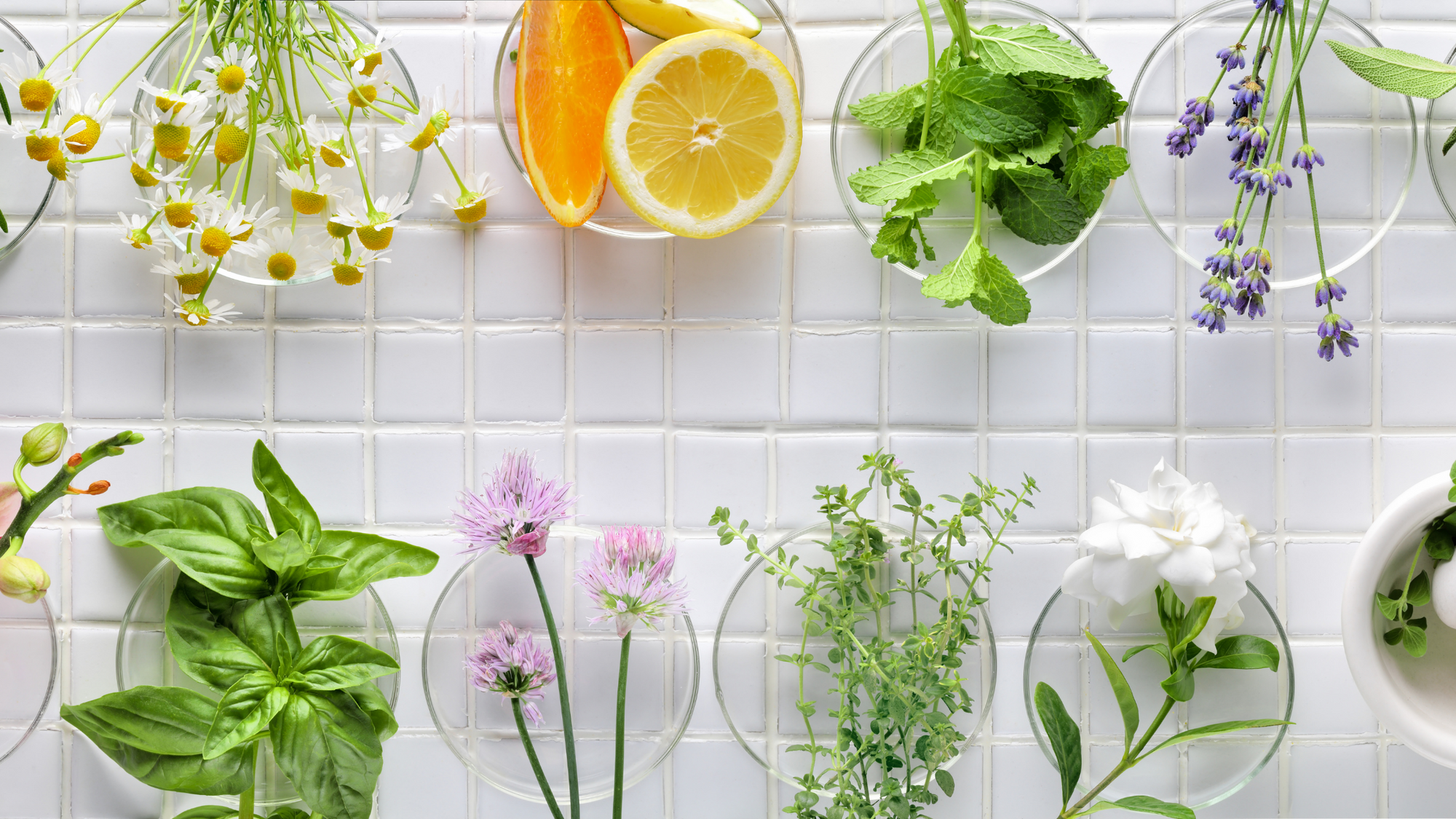 Aromatherapy Basics: What is it, why use it, and how it can change your life